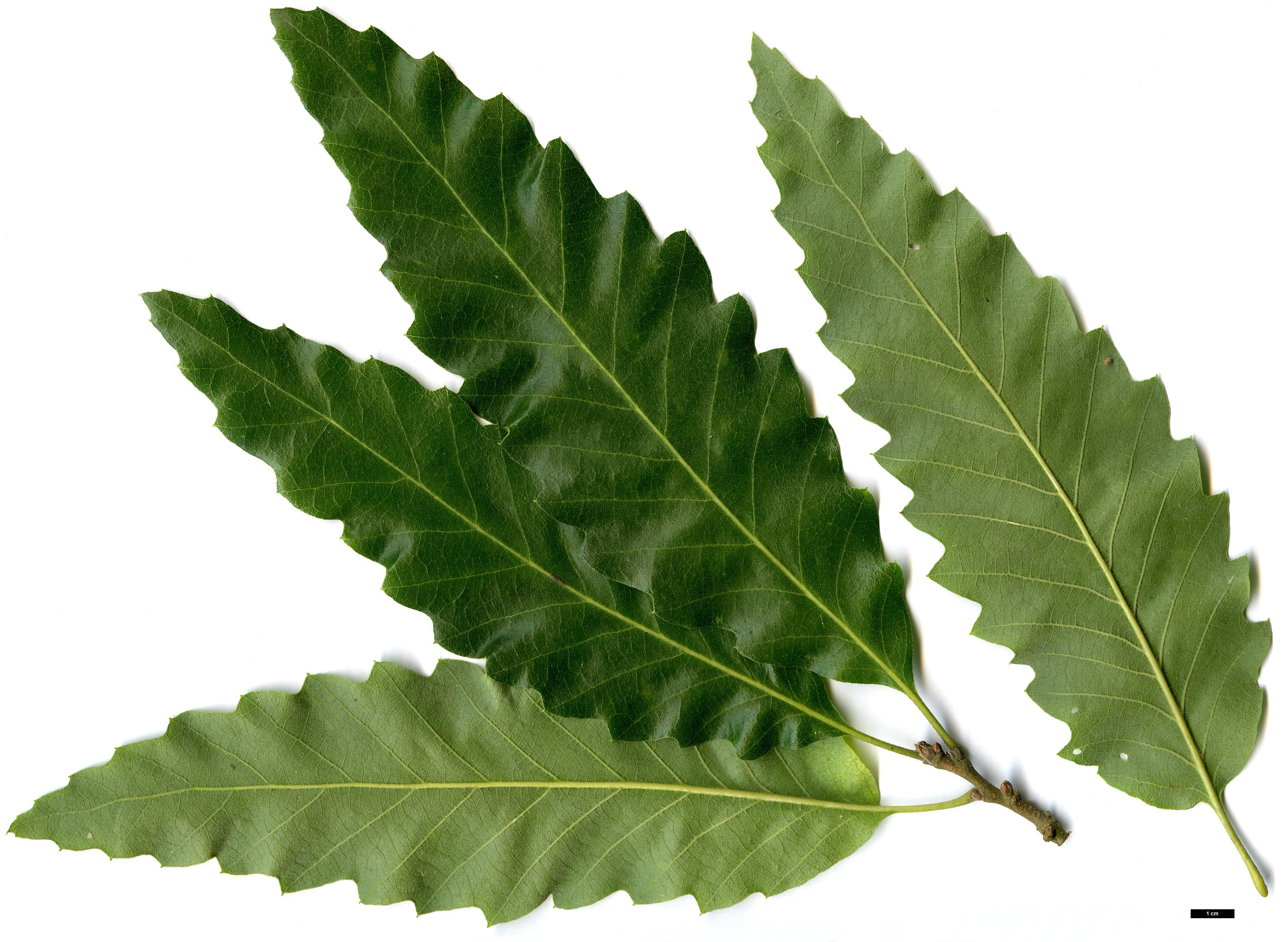 High resolution image: Family: Fagaceae - Genus: Quercus - Taxon: castaneifolia - SpeciesSub: 'Green Spire'